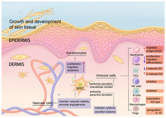 圖2：MSCs維持皮膚微環(huán)境穩(wěn)態(tài)，并協(xié)調(diào)抗炎和再生免疫調(diào)節(jié)。