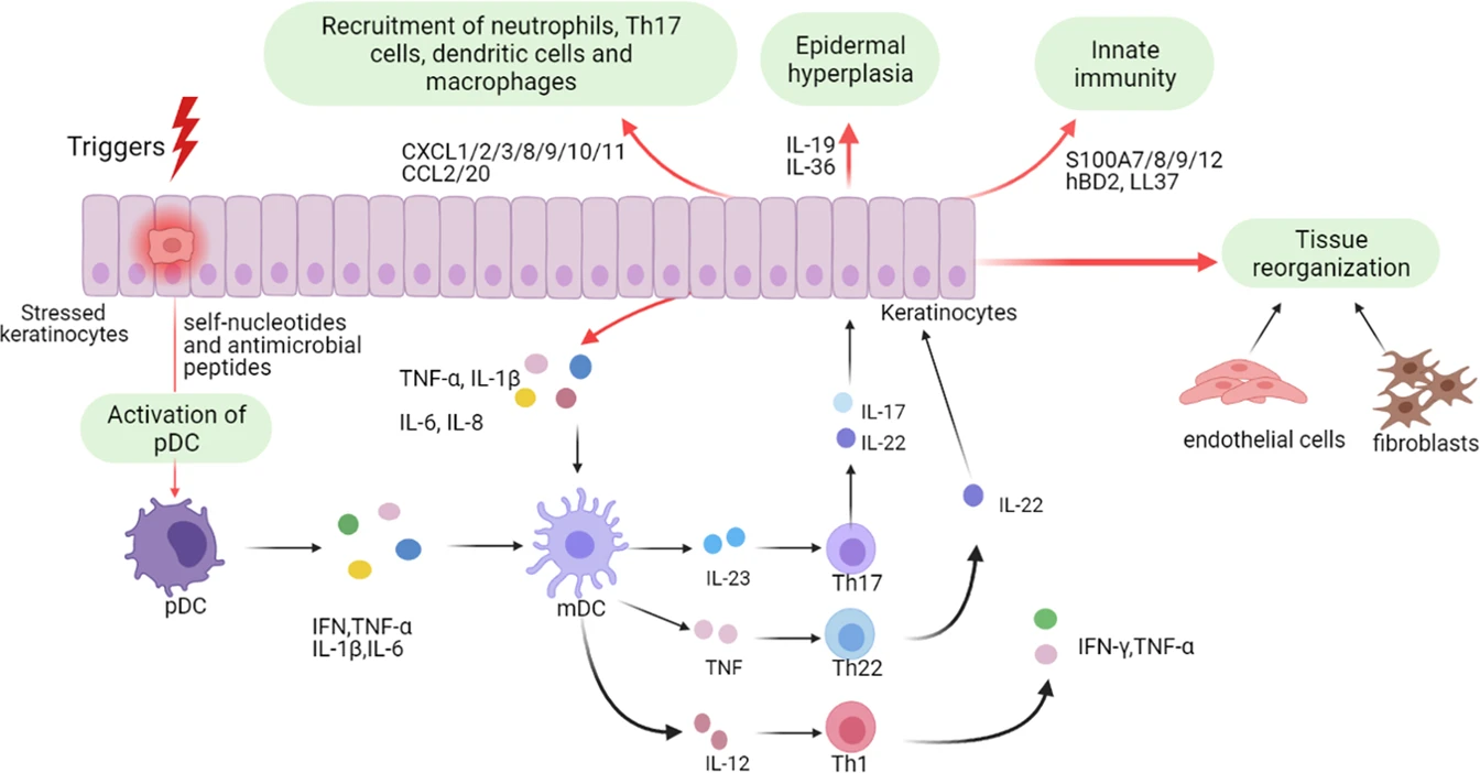 圖1：角質(zhì)形成細胞在牛皮癬發(fā)病機制中的作用。