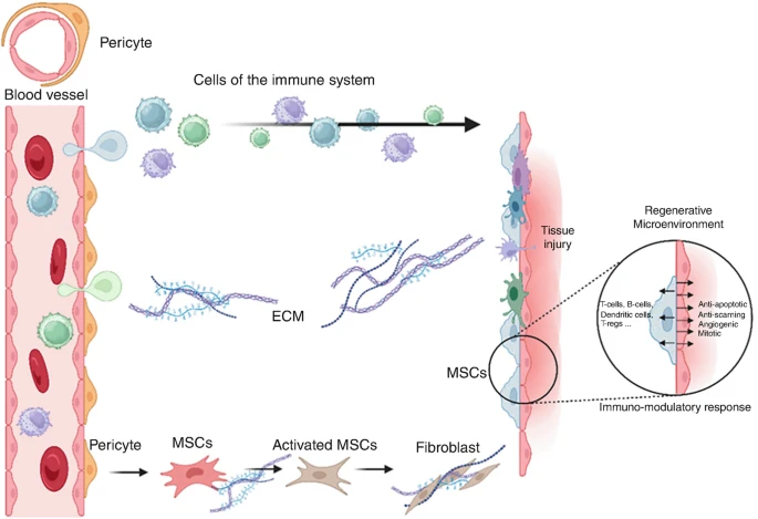 圖2：MSCs介導(dǎo)的組織修復(fù)過程。