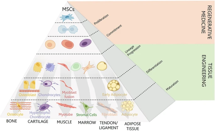 圖1：介生過程。Caplan等人于1994年提出了介生過程的典型假說，并展示了在誘導(dǎo)性細(xì)胞培養(yǎng)條件下，向骨骼、軟骨、肌肉等組織分化的實(shí)質(zhì)性譜系通路。