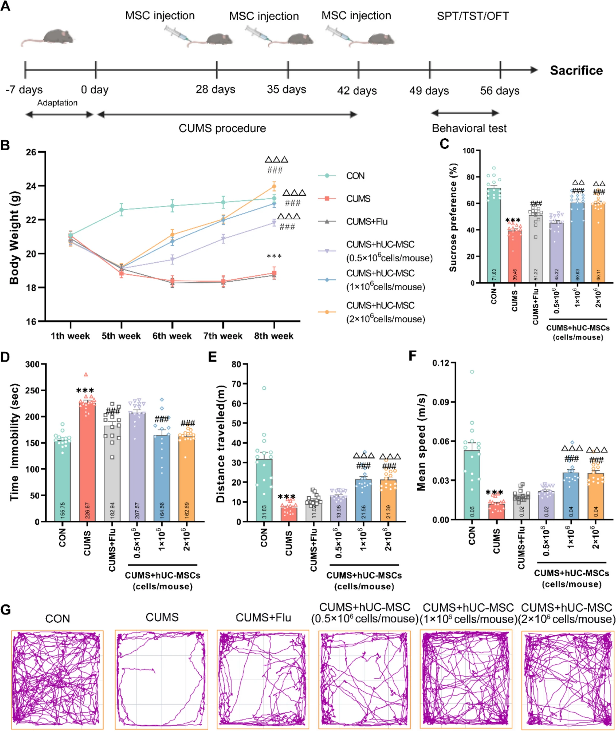 圖1：hUC-MSCs改善了CUMS引起的抑郁和焦慮樣行為。