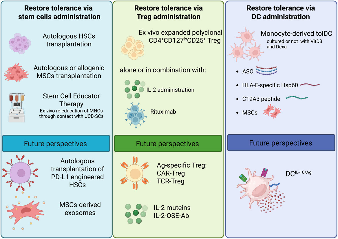 圖1：為恢復(fù)1型糖尿?。═1D）耐受性而提出的過繼細(xì)胞治療策略示意圖。