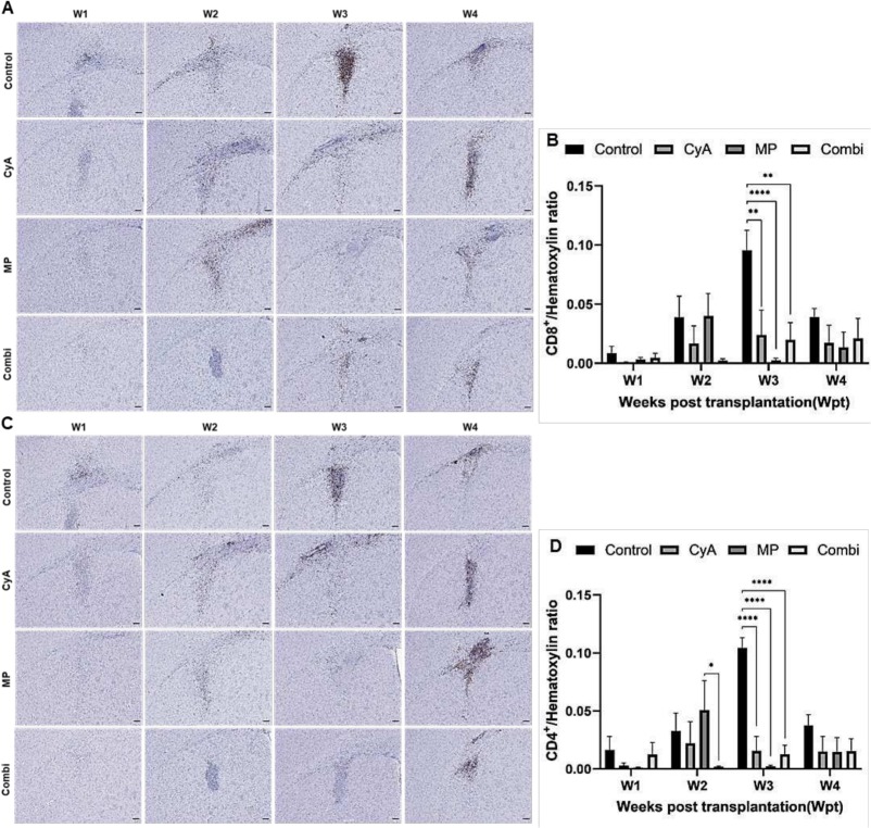 圖9：移植同種異體NSC的免疫抑制C57BL/6小鼠紋狀體中CD8+和CD4+T淋巴細胞的組織學分析。