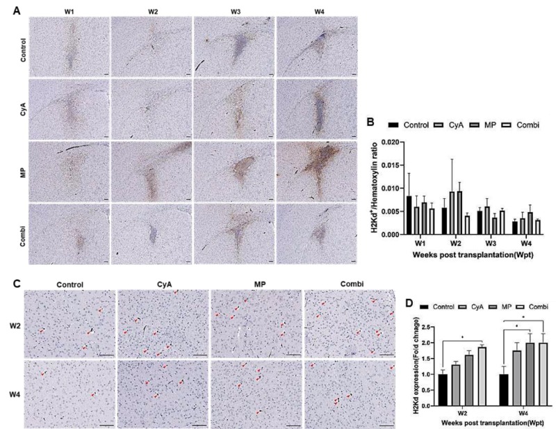 圖10：ICR NSCs同種異體移植到紋狀體免疫抑制的C57BL/6小鼠腦內(nèi)的存活情況。