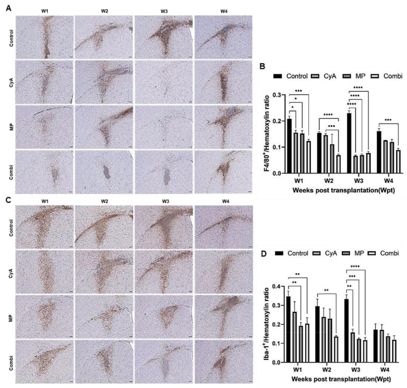 圖8：移植同種異體NSC的免疫抑制C57BL/6小鼠紋狀體中的小膠質(zhì)細胞/巨噬細胞的組織學分析。