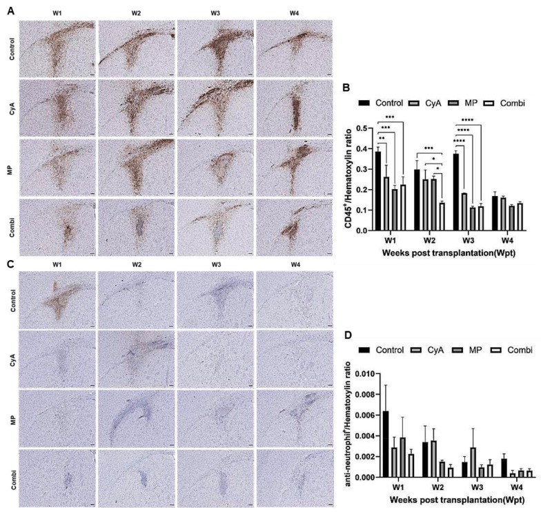 圖7：移植同種異體NSC的免疫抑制C57BL/6小鼠紋狀體中CD45+白細胞和中性粒細胞的組織學分析。
