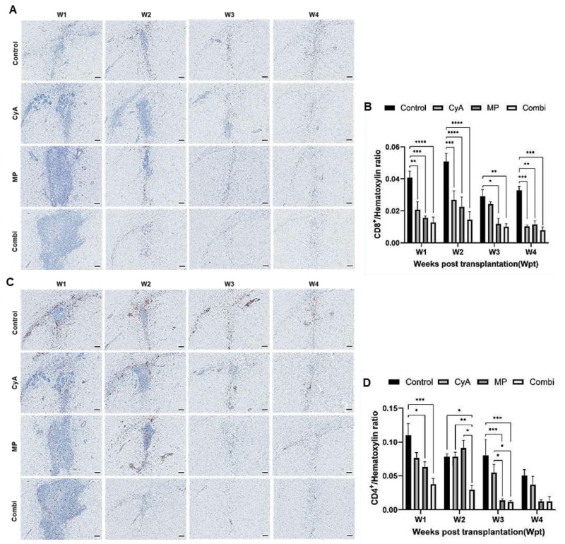 圖5：移植異種NSC的免疫抑制C57BL/6小鼠紋狀體中CD8+和CD4+T淋巴細胞的組織學分析。