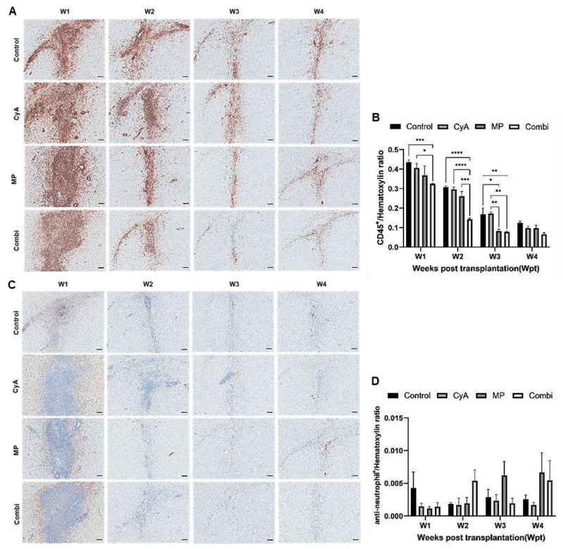 圖3：移植異種NSC的免疫抑制C57BL/6小鼠紋狀體中CD45+白細胞和中性粒細胞的組織學分析。