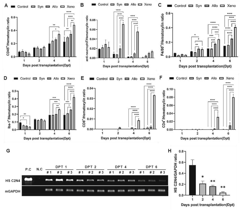 圖2：移植的異種NSC在免疫功能正常的C57BL/6小鼠紋狀體中的免疫應答和持久性。