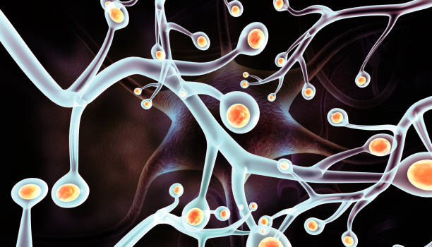 從靜息到激活:靶向腦室下區(qū)的神經(jīng)干細(xì)胞實(shí)現(xiàn)帕金森病原位神經(jīng)再生 從靜息到激活:靶向腦室下區(qū)的神經(jīng)干細(xì)胞實(shí)現(xiàn)帕金森病原位神經(jīng)再生