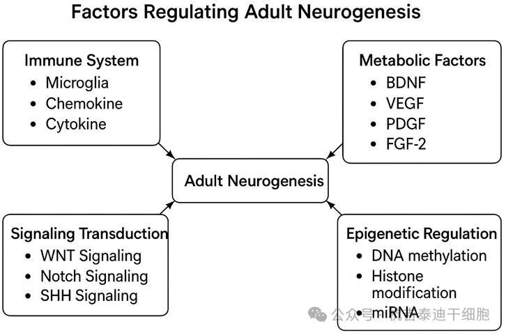 圖3：該圖展示了調(diào)節(jié)成體神經(jīng)發(fā)生的因素。