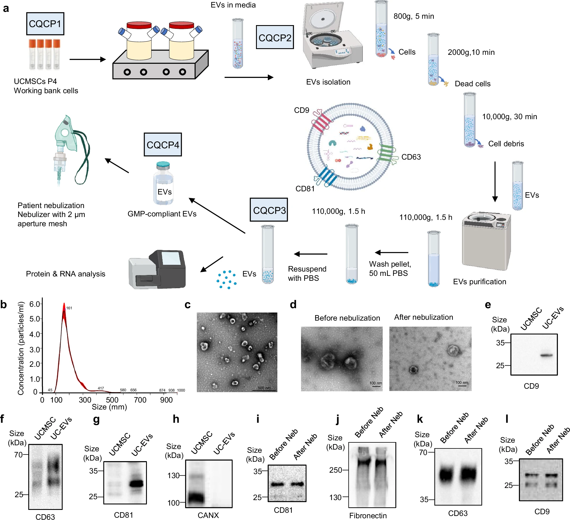 圖1：hUCMSC-EVs的制造和特性。