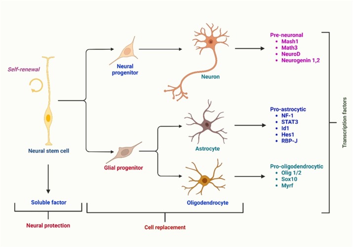 圖1：根據(jù)伴隨的轉(zhuǎn)錄因子，神經(jīng)干細胞分化為三種主要類型的神經(jīng)細胞：星形膠質(zhì)細胞、少突膠質(zhì)細胞和神經(jīng)元。