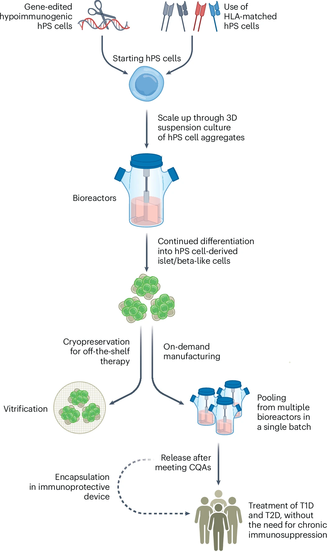 圖3：hPS細(xì)胞衍生的胰島/β樣細(xì)胞療法的設(shè)想制造過(guò)程。