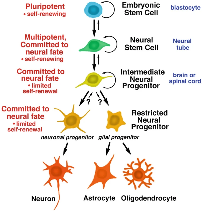 圖1：胚胎干細(xì)胞和神經(jīng)干細(xì)胞的發(fā)育階段。所有干細(xì)胞都具有分裂和自我更新的能力；子細(xì)胞可以分化成特定的譜系，包括神經(jīng)干細(xì)胞、神經(jīng)祖細(xì)胞，進(jìn)而分化成神經(jīng)元和神經(jīng)膠質(zhì)細(xì)胞。