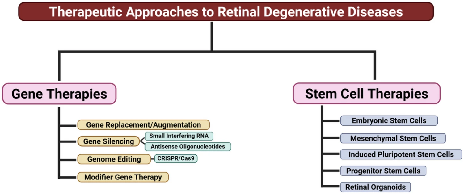 圖1：視網(wǎng)膜退行性疾病潛在治療方法流程圖