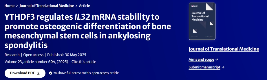 YTHDF3調(diào)節(jié)IL32?mRNA穩(wěn)定性促進強直性脊柱炎骨髓間充質(zhì)干細胞成骨分化