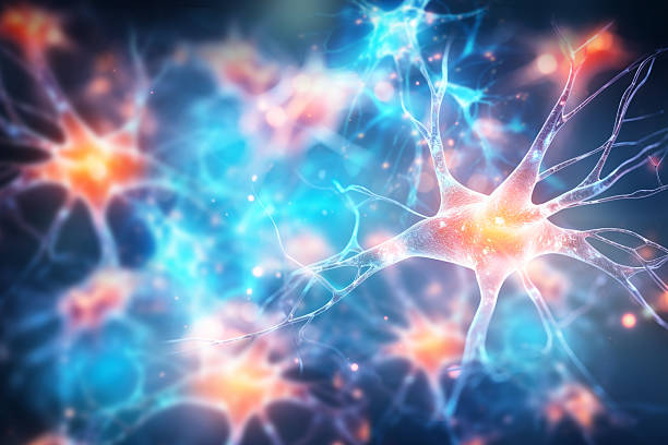 神經(jīng)干細(xì)胞移植能治療哪些疾?。堪两鹕?、脊髓損傷等6大適應(yīng)癥