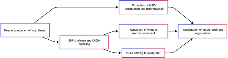 圖2：針刺與間充質(zhì)干細(xì)胞協(xié)同機(jī)制示意圖。