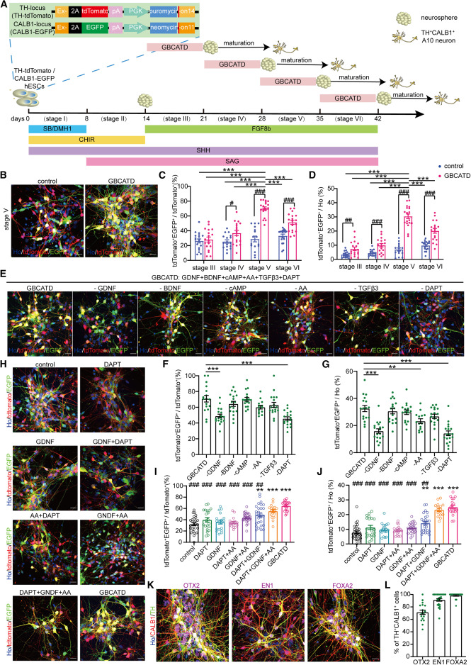 圖1：從hESC生成A10樣mDA神經(jīng)元