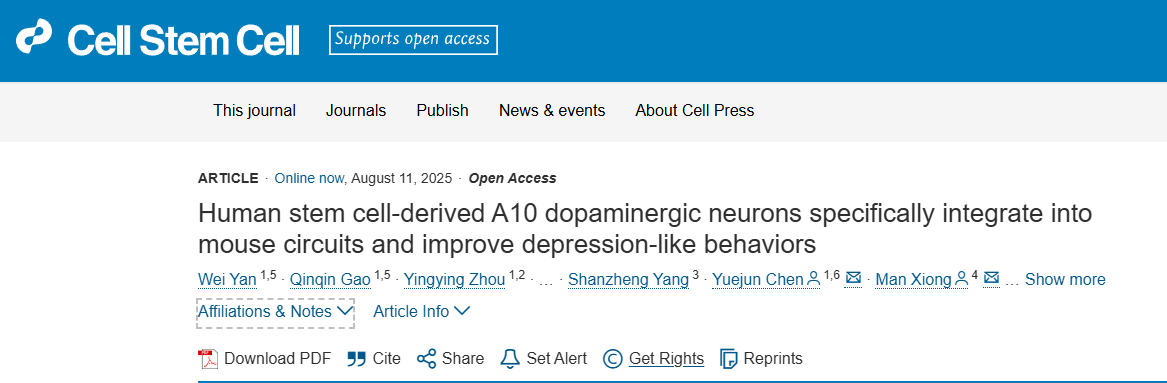 靶向修復(fù)大腦：移植人類干細(xì)胞衍生的A10神經(jīng)元，為治療抑郁癥提供新策略