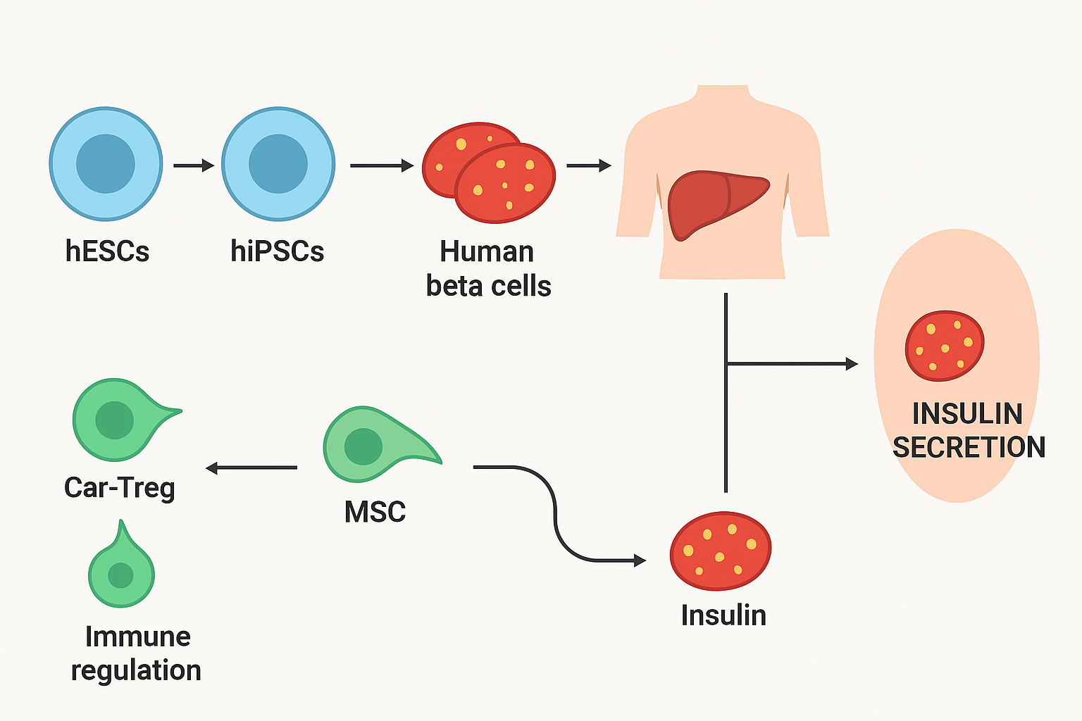 新研究有望終結(jié)胰島素注射！《糖尿病研究雜志》：干細(xì)胞療法可功能性治愈1型糖尿病