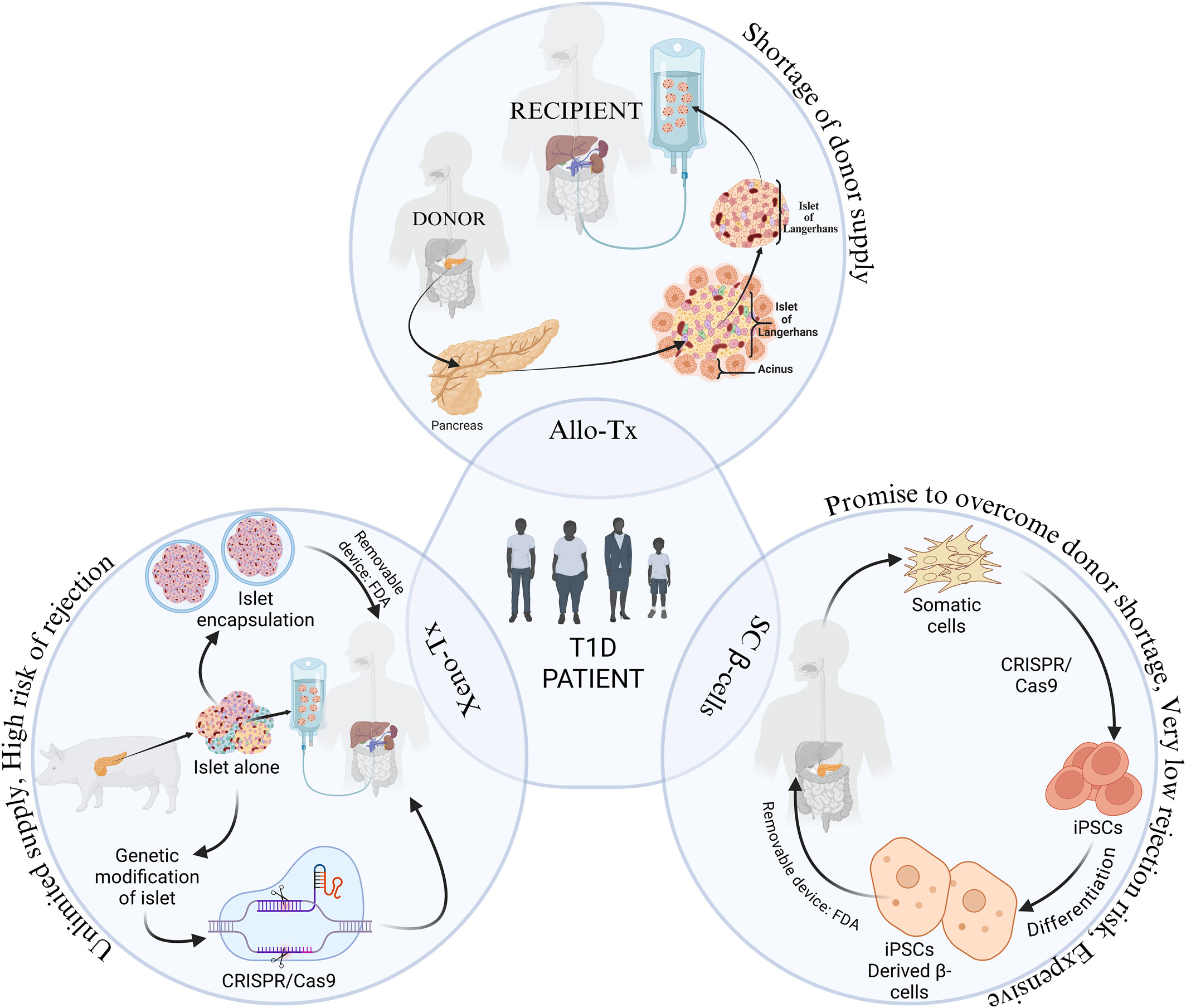 圖1：1型糖尿病 (T1D) 中胰島β細(xì)胞替代的可能細(xì)胞和分子策略。