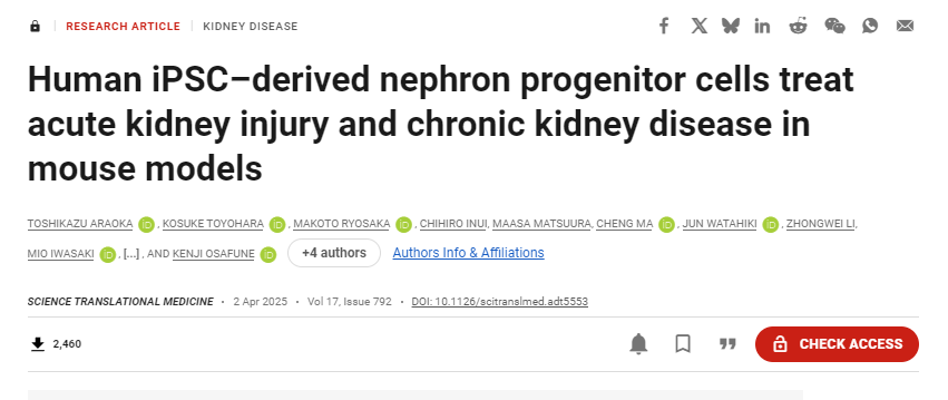 人類iPSC衍生的腎元祖細(xì)胞在小鼠模型中治療急性腎損傷和慢性腎病 人類iPSC衍生的腎元祖細(xì)胞在小鼠模型中治療急性腎損傷和慢性腎病