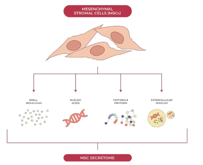 基于間充質(zhì)干細(xì)胞的人類疾病治療具有雙重益處：組織再生和釋放支持全身愈合的生物活性分子。