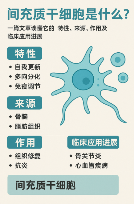間充質(zhì)干細(xì)胞是什么？一篇文章讀懂它的特性、來源、作用及臨床應(yīng)用進(jìn)展