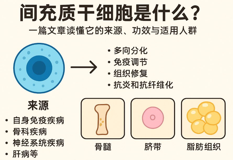 間充質(zhì)干細(xì)胞是什么？一篇文章讀懂它的來源、功效與適用人群