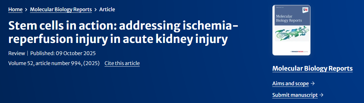干細(xì)胞在治療急性腎損傷中的缺血再灌注損傷中的作用 干細(xì)胞在治療急性腎損傷中的缺血再灌注損傷中的作用