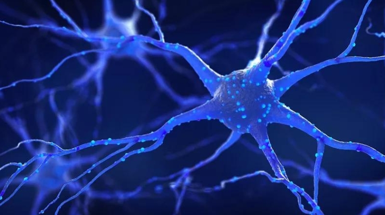 神經干細胞療法 神經干細胞療法