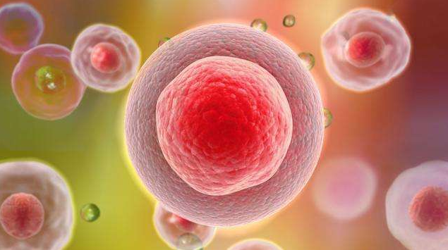 干細(xì)胞 干細(xì)胞