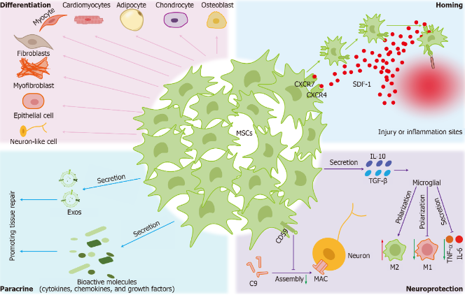 圖2：間充質(zhì)干細胞的治療機制。