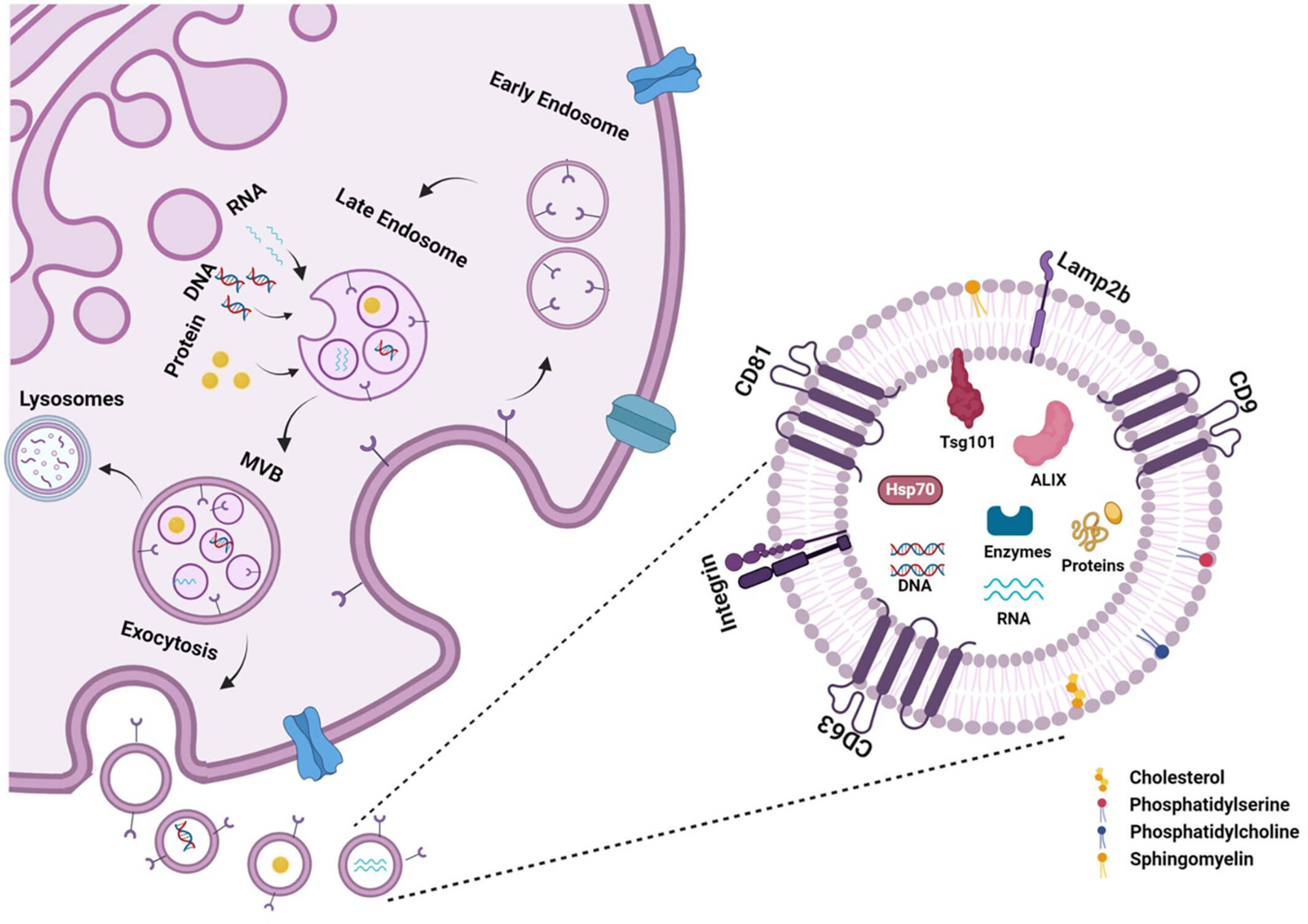 圖5：外泌體的生物合成和分子組成。