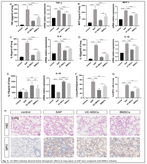 圖5：UC-MSCs輸注對SAP小鼠肺損傷的治療效果優(yōu)于BMSCs輸注。