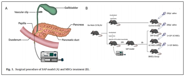 表1：SAP模型(A)和MSCs治療(B)的手術(shù)程序。
