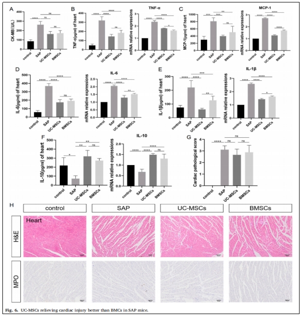 圖6：UC-MSCs對SAP小鼠心臟損傷的緩解作用優(yōu)于BMCs。