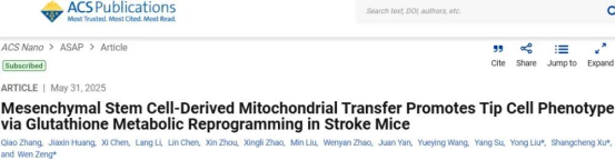 間充質(zhì)干細(xì)胞來源的線粒體轉(zhuǎn)移通過谷胱甘肽代謝重編程促進(jìn)中風(fēng)小鼠尖端細(xì)胞表型