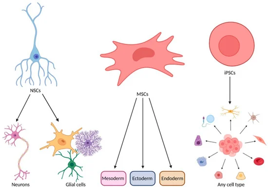 圖2：MSCs在ALS治療中的作用機(jī)制