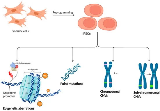 圖3：iPSC誘導(dǎo)引起的潛在遺傳和表觀遺傳改變。