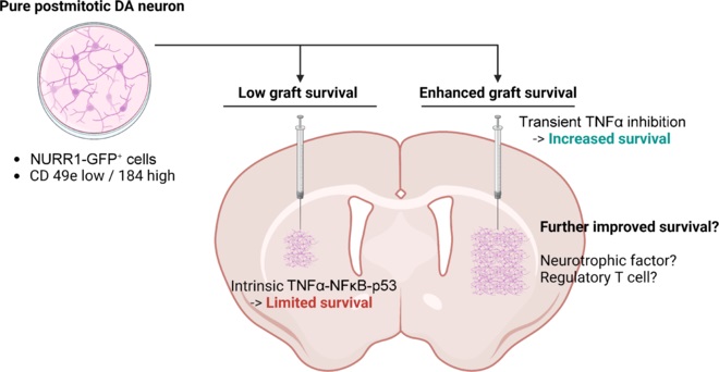 圖1：本文探討了提高移植后經(jīng)NURR1驅(qū)動的GFP表達(dá)或基于CD49e和CD184標(biāo)記分離純化的有絲分裂后多巴胺能神經(jīng)元體內(nèi)存活率的策略。
