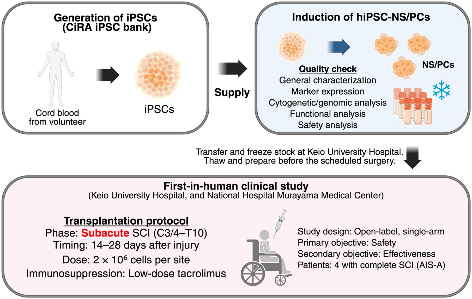 圖1：hiPSC-NS/PC制備及首次人體移植治療亞急性脊髓損傷。