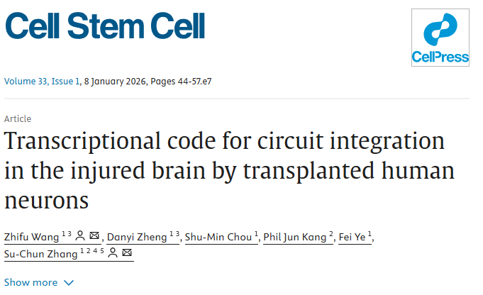 《Cell Stem Cell》新解：修復(fù)中風(fēng)腦損傷，干細(xì)胞“內(nèi)在導(dǎo)航”比數(shù)量更重要