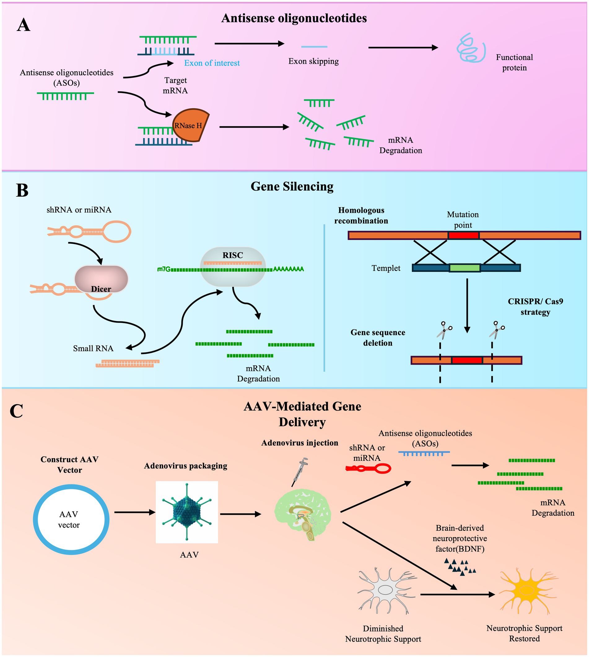 圖3：基因治療ALS方法的示意圖。