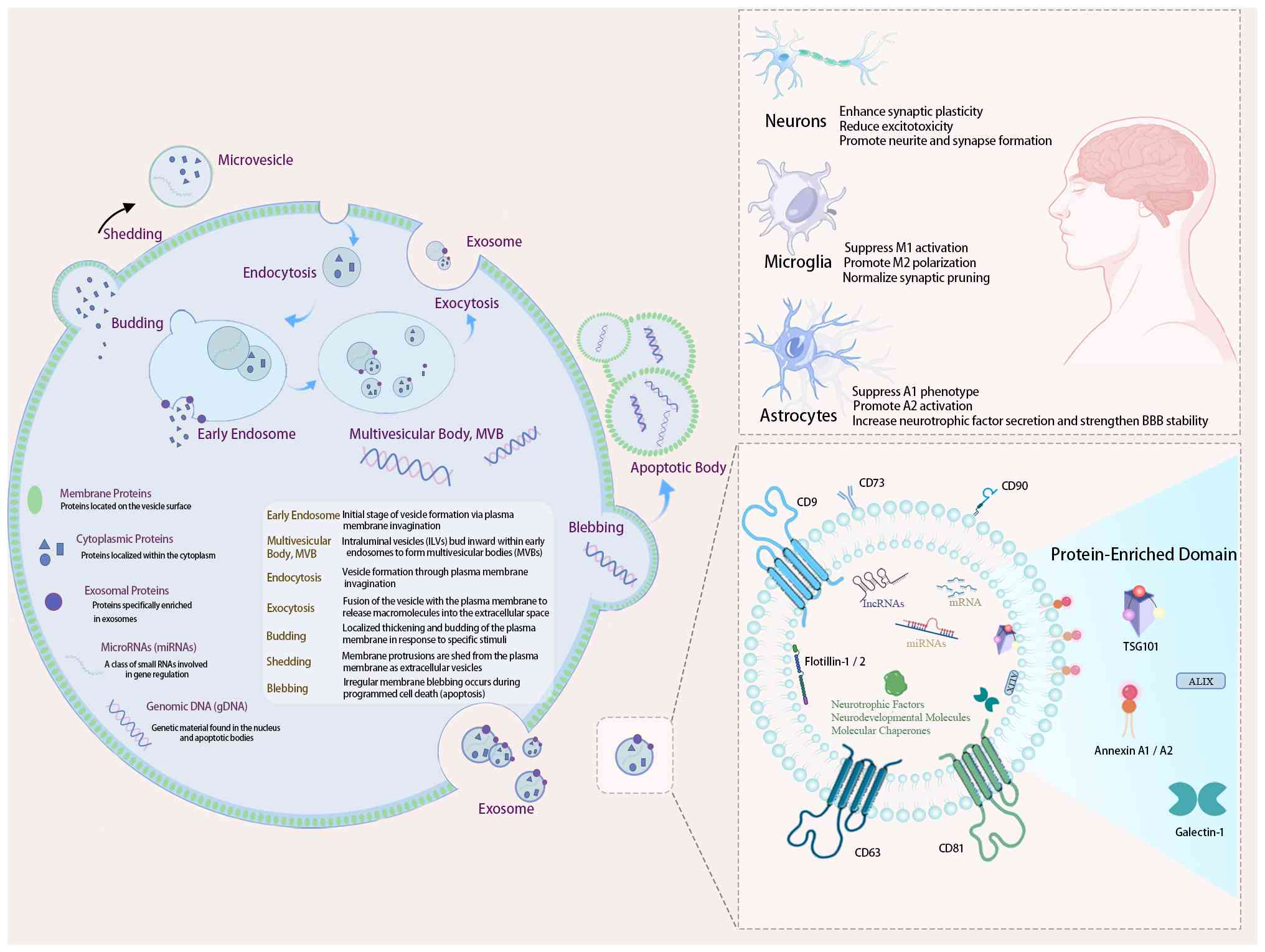 圖3：間充質(zhì)干細(xì)胞（MSC）來源外泌體在自閉癥譜系障礙（ASD）治療中的生物發(fā)生、分子組成和機(jī)制。