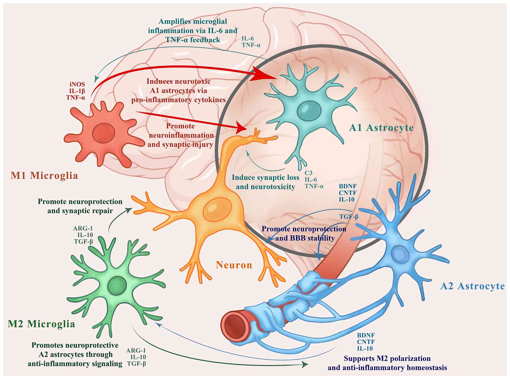 圖1：自閉癥譜系障礙患者大腦中小膠質(zhì)細(xì)胞、星形膠質(zhì)細(xì)胞和神經(jīng)元之間的相互作用。M1型小膠質(zhì)細(xì)胞和A1型星形膠質(zhì)細(xì)胞釋放促炎細(xì)胞因子（例如TNF-α、IL-1β和IL-6），這些細(xì)胞因子會(huì)加劇神經(jīng)炎癥并誘導(dǎo)突觸損傷。相反，M2型小膠質(zhì)細(xì)胞和A2型星形膠質(zhì)細(xì)胞分泌抗炎因子和神經(jīng)營養(yǎng)因子（例如IL-10、TGF-β、BDNF和CNTF），從而促進(jìn)突觸修復(fù)、血腦屏障穩(wěn)定性和體內(nèi)平衡。